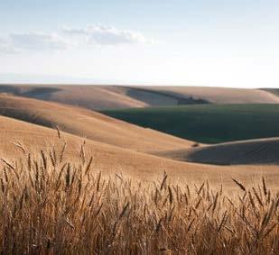 Shepherd s Grain was founded by two Palouse no-till farmers.