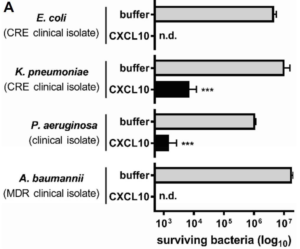 Survival of MDR bacteria following exposure to recombinant CXCL10 or