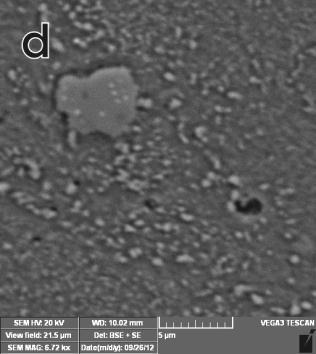 Carbide particles precipitate predominantly on grain boundaries and surrounded depleted zones are probably preferentially dissolved/etched at potential 0 mv.