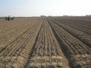 Adding drain furrows after planting to allow excess water to drain is very important. In recent years there has been an increasing amount of wheat planted on raised beds.