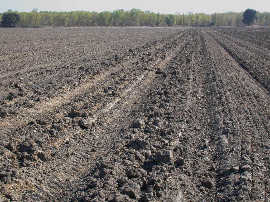 Seedbed Preparation conventional (cont.