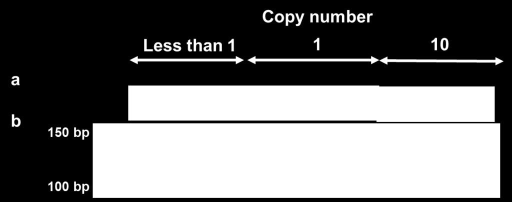The specimen contained different copies (10 copies, 1 copy and less than 1 copy) was obtained by gradual dilution.