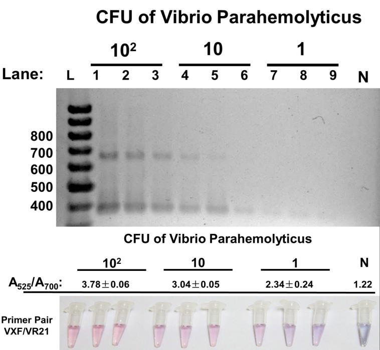 Fig. S9. Application of this assay in detection of Vibrio Parahemolyticus from polluted oysters. Estimated Colony- Forming Units (CFU) of Vibrio Parahemolyticus were added into oysters.
