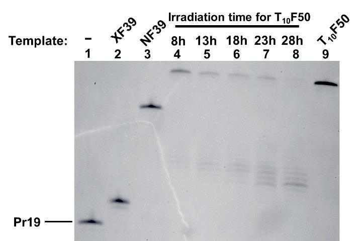 Fig. S2 Effect of photo-irradiation time on the formation of thymine dimers, evaluated by their blocking activity on primer extension (the products were analyzed by PAGE electrophoresis).