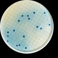 White gridded disks are designed for General Purpose Examination of all microorganisms, the recovery and retention of E.