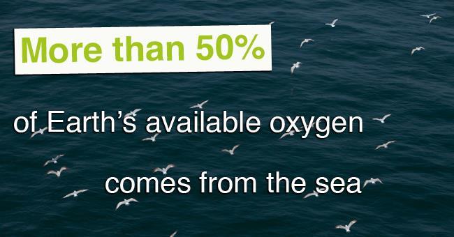 WHAT WE KNOW ABOUT THE OCEAN OXYGEN SOURCE Most of the oxygen comes from tiny