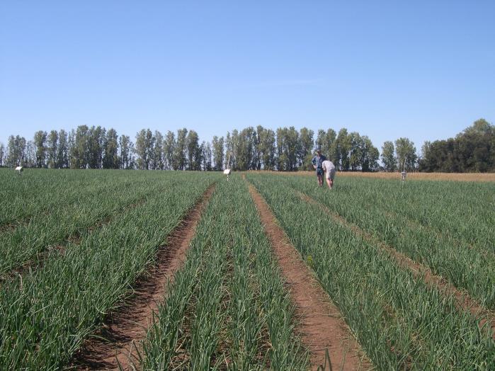 Key observations and lessons: Can be challenges with the IrriSAT approach to onion irrigation management: - establishment with cover crop - not a bulky crop (biomass)