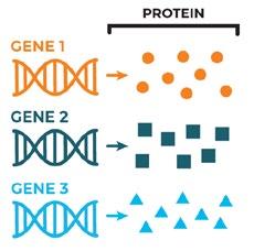 UNDERSTANDING GENE REPLACEMENT THERAPY FOR GENETIC DISEASES What is a genetic disease? A genetic disease is caused by a nonworking or missing gene or genes.
