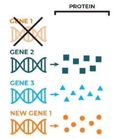 Usually a person s own genes do their jobs to produce specific proteins. In a person with a monogenic disease, there is one gene that is missing or does not work right.
