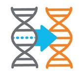 How does gene replacement therapy work?