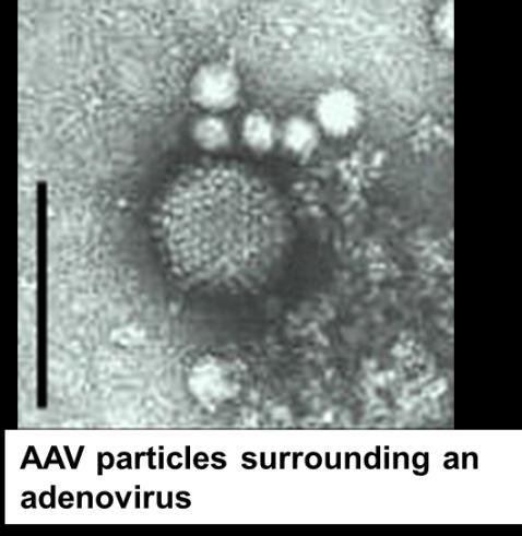 Adeno-Associated virus