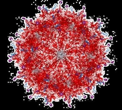 parvovirus Small virus (