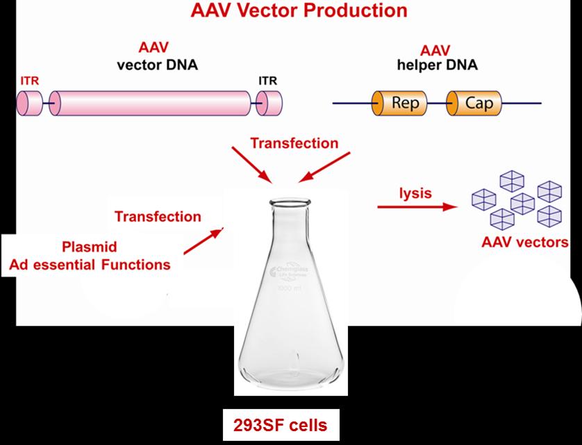 raav production in HEK293 cells HEK293SF cells