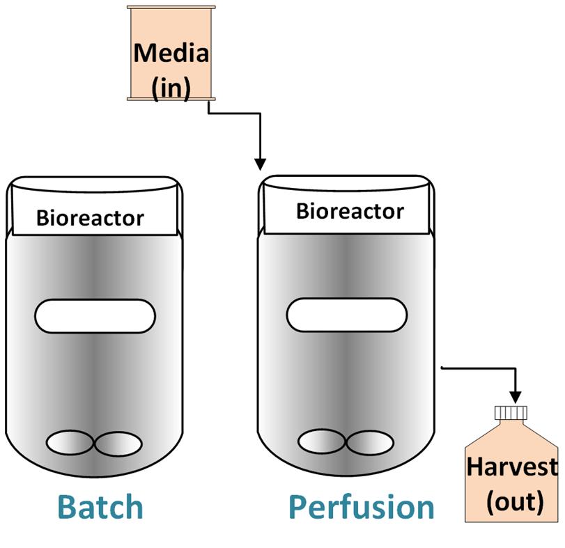 Production modes in bioreactor Batch: No additional supplements or feeds are added in culture Fed-Batch: Feeds are added to