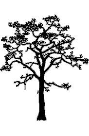 Pacific dogwood (Gp) - Cornus nuttallii Tree Species > Pacific dogwood Page Index Distribution