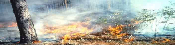 LACK OF PRESCRIBED FIRE Advanced natural succession Expansion of