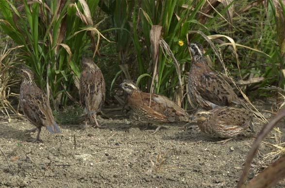 Annual Cycle of Bobwhite Fall Covey Formation Food