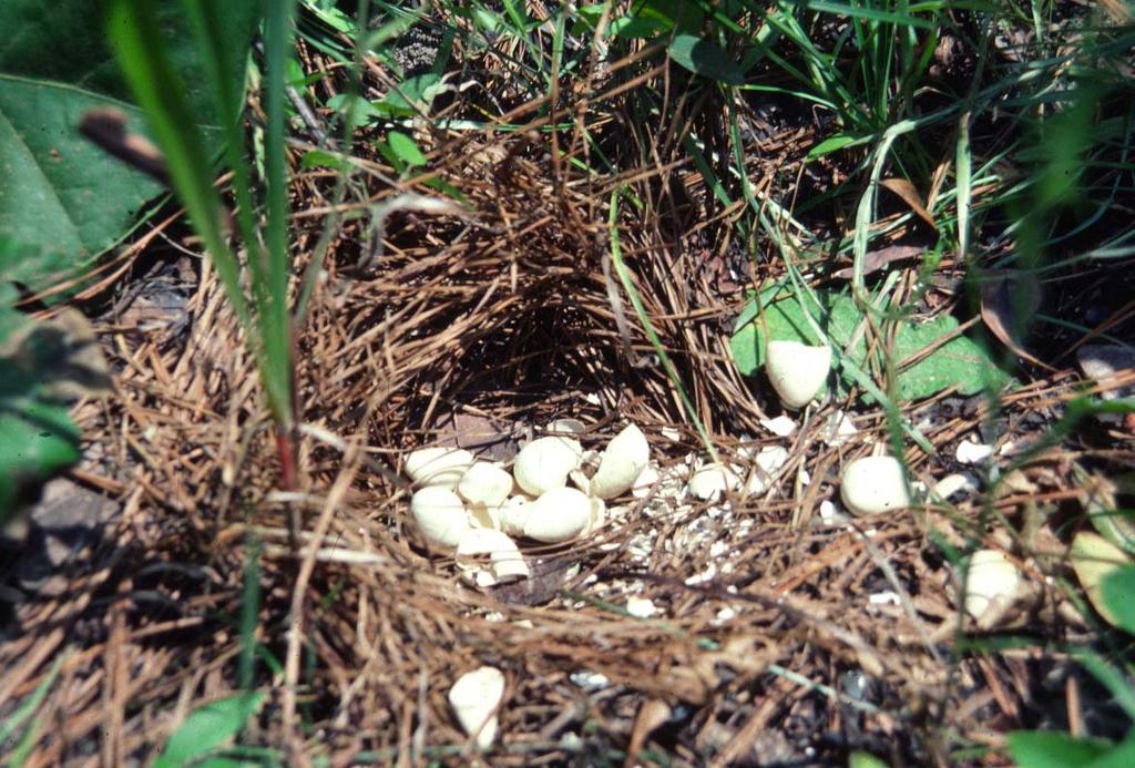 Bobwhite Nest Success Average nest success 20 55% Takes