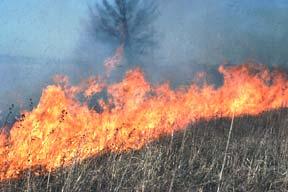 Prescribed Fire Sets back succession Inhibits woody