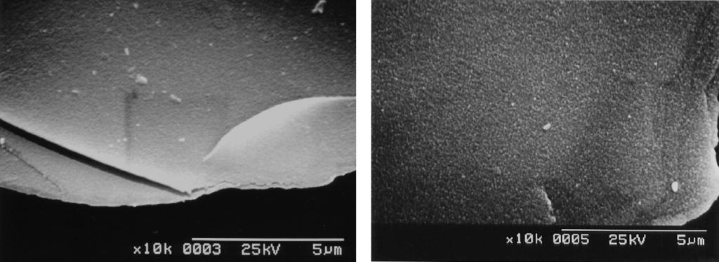 Preparation of Interference Colors and High Luster Pearlescent Pigments Provided by Thin Film Laminations with Different Refractive Index 431 Fig. 4 SEM photographs of Mica/Fe2O3 and Mica/Fe2O3/TiO2.
