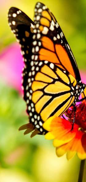 Monarch Butterflies A number of factors impact butterfly populations Deforestation Parasitism Loss of milkweed plants