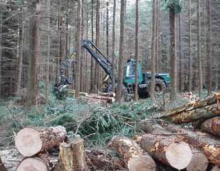 Restoration of Planted Ancient Woodland Sites (PAWS) The gradual removal of conifers from PAWS woodland allows remnant ancient woodland communities to recover.