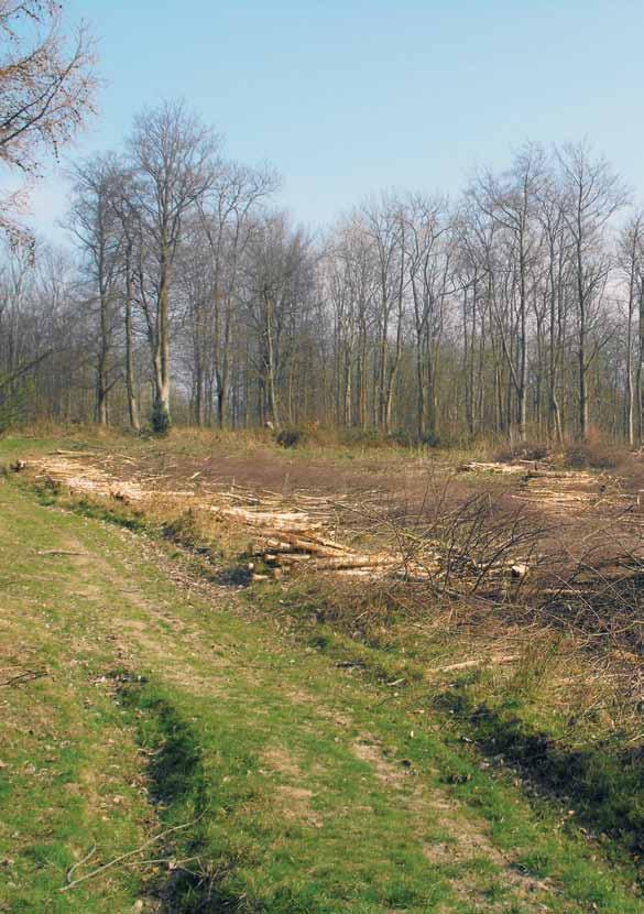 Coppice management can provide important habitat for