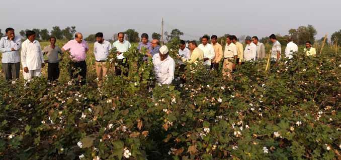 Cotton association of india 28 th November, 2017 5 Visit to cotton bamboo staking plot Pink Bollworm Research Activity : Damage to cotton by pink bollworm (PBW) is the major problem estimated to