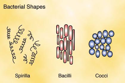 asexually Two kinds Bacteria cell walls contain peptidoglycan; some lack cell walls; most do
