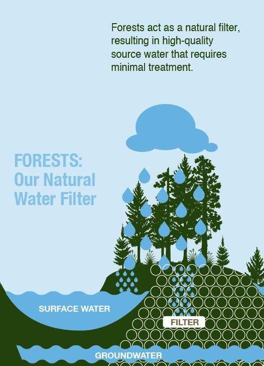 How do Forests Provide Clean Water?