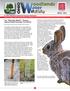 Winter The Wascally Wabbit : Prepare Against Rabbit Damage This Winter