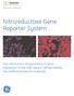 Nitroreductase Gene Reporter System