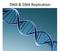 DNA & DNA Replication