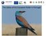 The status of the European Roller in Portugal. Inês Catry