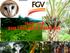 ISCC and SUSTAINABLE PALM OIL