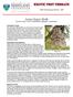 EXOTIC PEST THREATS. Asian Gypsy Moth. UMD Entomology Bulletin, Lymantria dispar asiatica Wnukowsky (Lepidoptera: Lymantriidae)