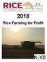 January Rice Farming for Profit