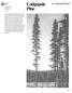 Pine. Lodgepole. An American Wood