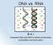 DNA vs. RNA B-4.1. Compare DNA and RNA in terms of structure, nucleotides and base pairs.