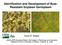 Identification and Development of Rust- Resistant Soybean Germplasm