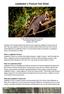Leadbeater s Possum Fact Sheet