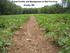 Soil Fertility and Management at Red Fire Farm Granby, MA
