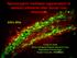 Neurotrophin mediated regeneration of sensory afferents after dorsal root rhizotomy