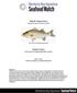 Hybrid Striped Bass Morone chrysops X Morone saxatilis. United States Ponds and recirculating aquaculture systems