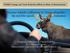 Moose-vehicle collisions in Massachusetts: the need for speed... reduction