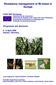 Resistance management of Bt-maize in Europe