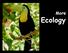WHAT IS ECOLOGY? Ecology- the scientific study of interactions between organisms and their environments, focusing on energy transfer