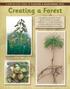A Step-by-Step Guide to planting & MAintAininG trees Creating a Forest