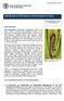 Briefing Note on FAO Actions on Fall Armyworm in Africa