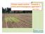 Potato weed control towards a more post-emergence approach? John Keer